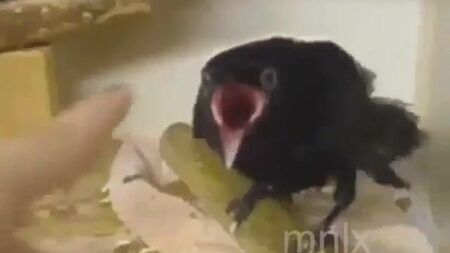 変わった鳥