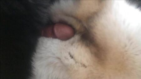 青いキツネの毛皮への即射