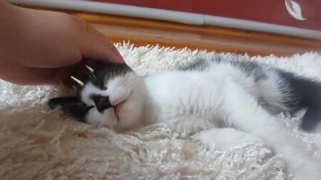 [さあ、やってみよう] ウサギのバフィーと子猫！ ウサギのバフィーのスピナー！ スーパー猫がウサギの家に遊びに来る