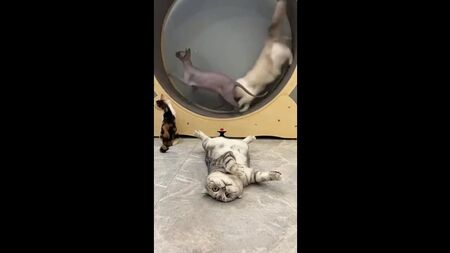 私にはこの世界が完全に理解できており、その中で私が求めているのはただ一つ――安らぎと平穏だけだ……