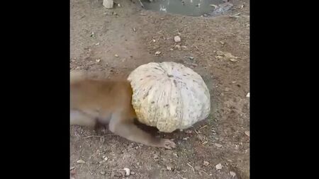 賢いワンちゃんたち