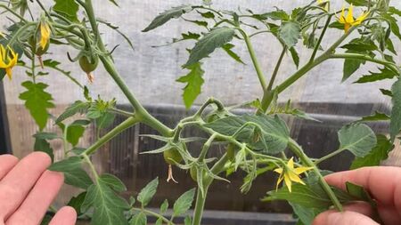 [豊作の菜園] 矮性トマトの仕立てで失敗しないように！