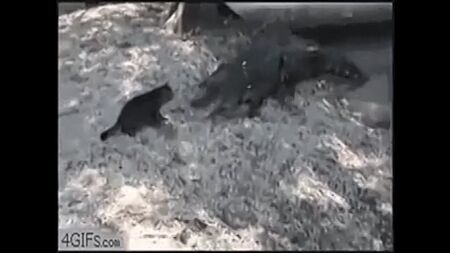 動物の面白い動画　かわいい子犬）