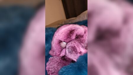 チンチラの毛皮に2回連続で射精